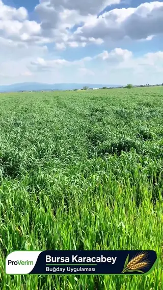 Bursa Karacabey'de buğday tarlasında Proverim mikrobiyal gübre saha uygulaması