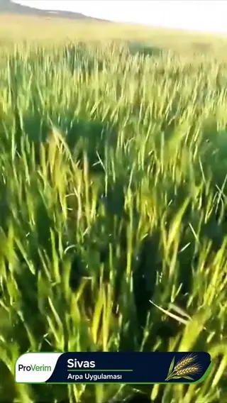 Sivas'ta arpa tarlasında Proverim mikrobiyal gübre saha uygulaması