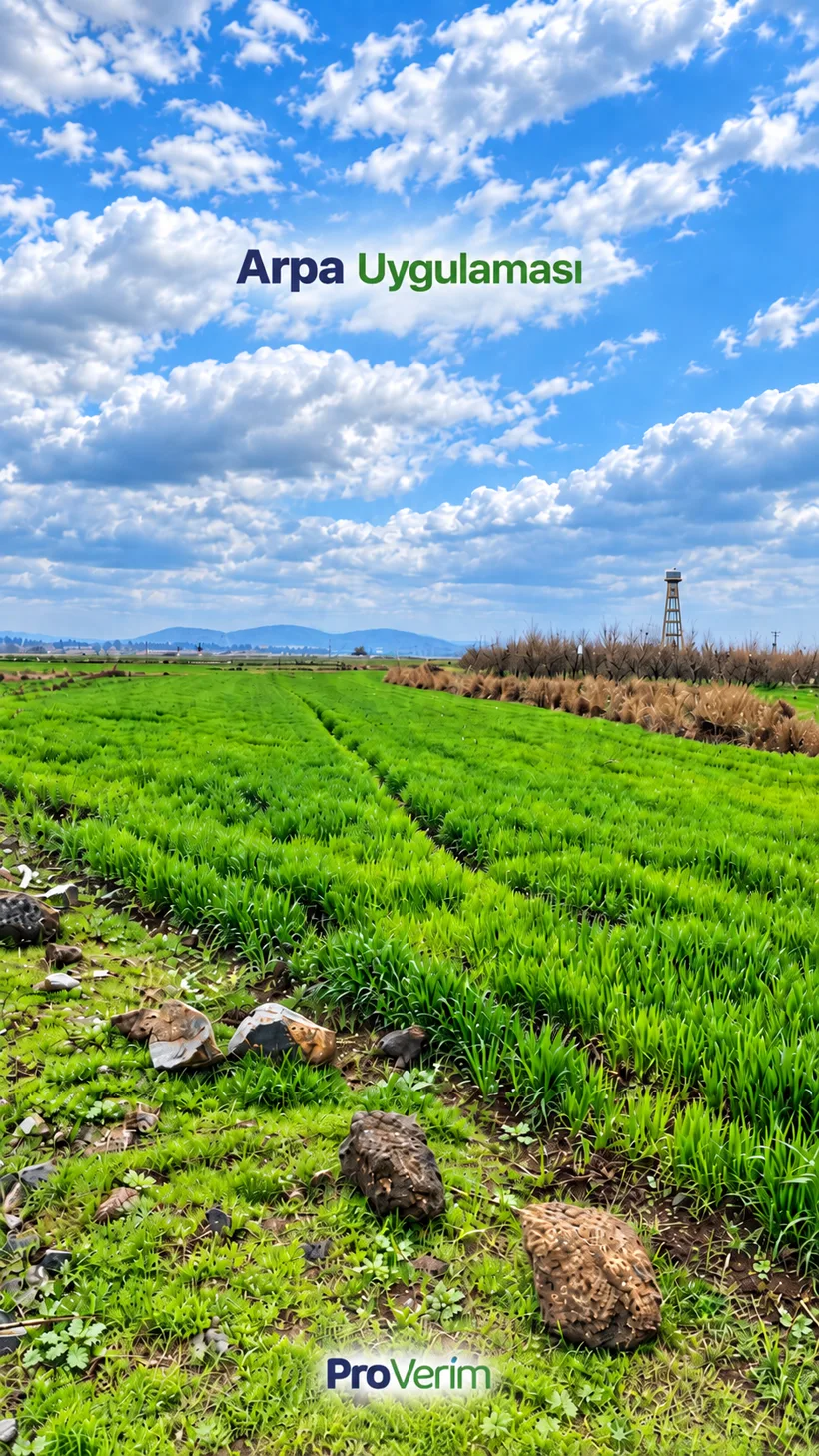 Proverim uygulanan geniş arpa tarlası — sıralı, gür ve koyu yeşil arpa, açık mavi gökyüzü